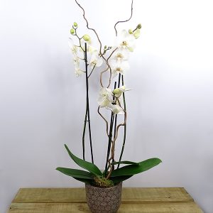 Composició Phaleanopsis-Orquídia