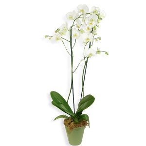 Orquídia Blanca