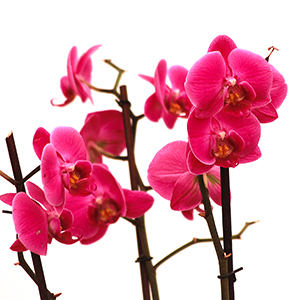 Orquídia Lila