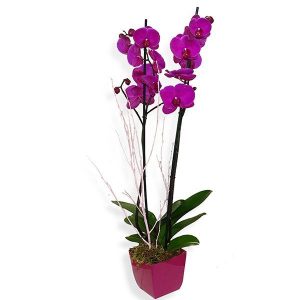 Orquídia Lila